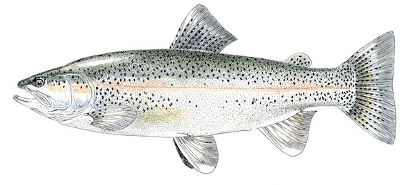 Truite Arc-en-Ciel