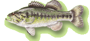 Le black-Bass  grande bouche