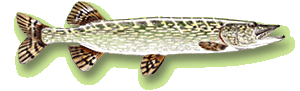 Le brochet